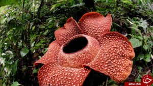 بدبوترین گل جهان اندونزی گل لاشه