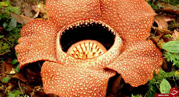 بدبوترین گل جهان یا گل لاشه اندونزی