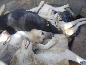 کشتار بی رحمانه سگ ها با تزریق اسید توسط پیمانکار در تهران