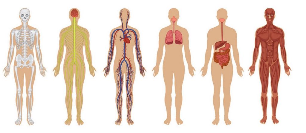 بدن انسان. بخش های مختلف بدن انسان. بدن