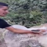 بریدن گوش الاغ حیوان آزاری یک بیمار روانی در مازندران