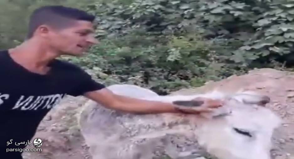 بریدن گوش الاغ حیوان آزاری یک بیمار روانی در مازندران