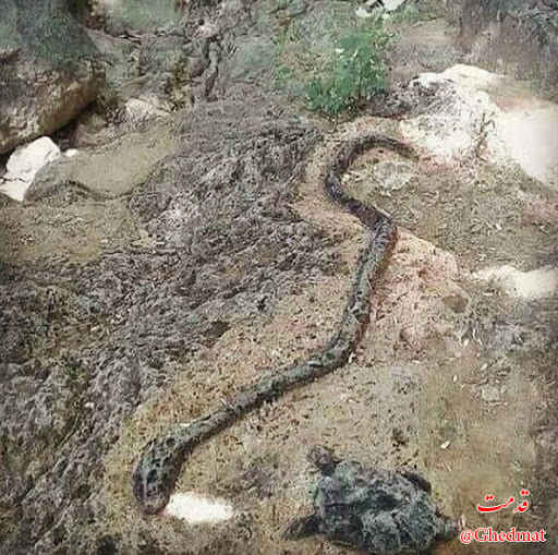 نماد مار و نماد لاک پشت در گنج یابی
