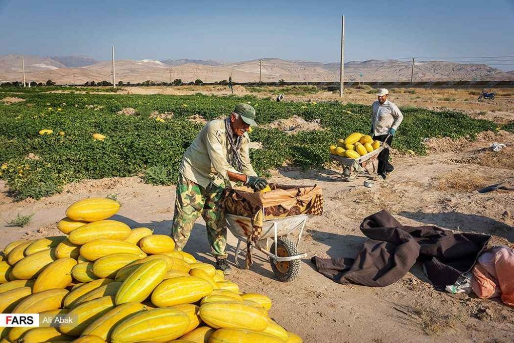 پرورش خربزه و برداشت آن