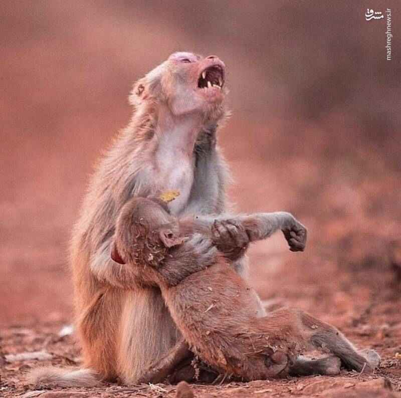 گریه میمون مادر برای مرگ بچه اش