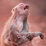 گریه میمون مادر در سوگ فرزند