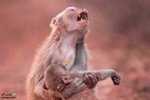 گریه میمون مادر در سوگ فرزند
