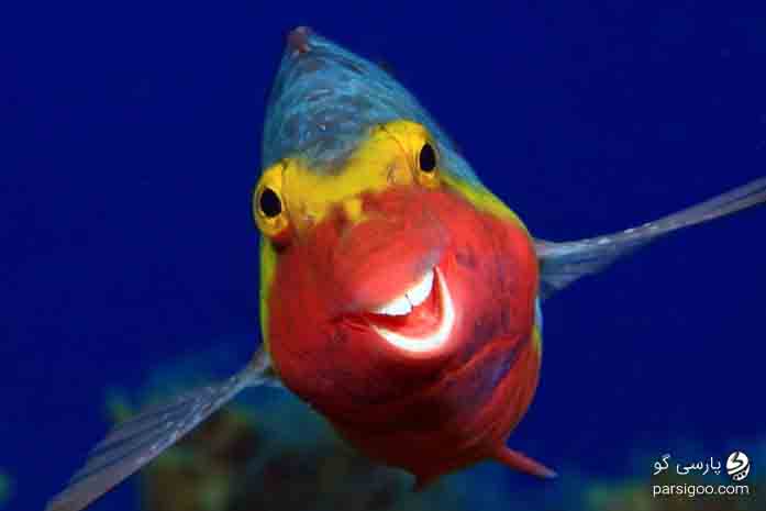 عکس بسیار دیدنی خنده ماهی عکاس آرتور تله تیمان