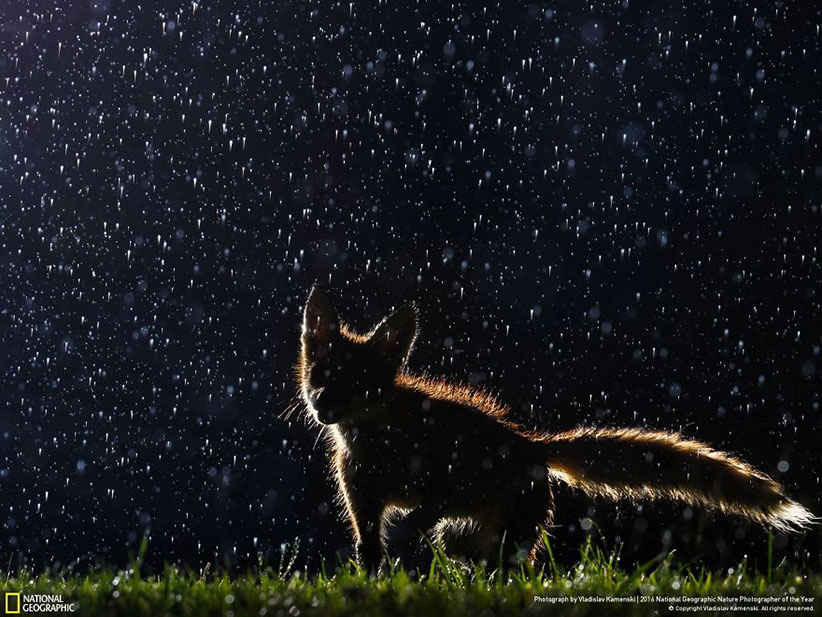 روباه در شب مجله نشنال جئوگرافیک